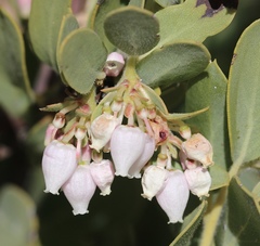 Arctostaphylos nissenana