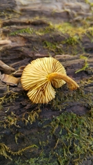 Phaeomarasmius proximans