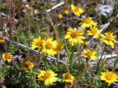 Haplopappus glutinosus