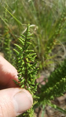 Cheilanthes hirta