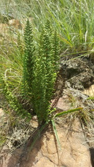 Cheilanthes hirta