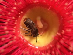 Lipotriches ferricauda