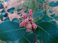 Rhus integrifolia