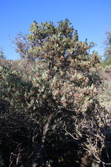 Arctostaphylos nissenana