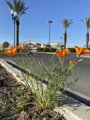 Eschscholzia californica