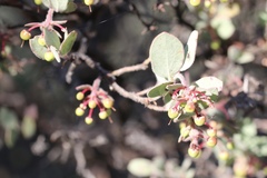 Arctostaphylos nissenana