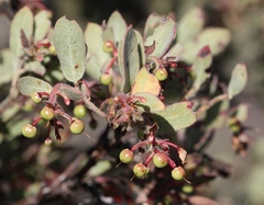 Arctostaphylos nissenana