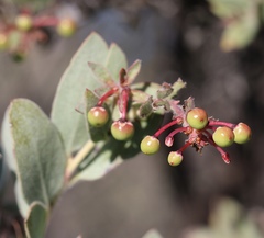 Arctostaphylos nissenana