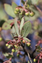Arctostaphylos nissenana