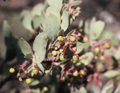 Arctostaphylos nissenana