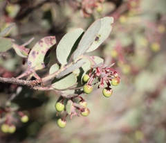 Arctostaphylos nissenana