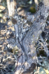 Arctostaphylos nissenana