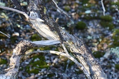 Arctostaphylos nissenana