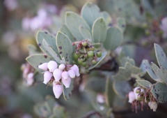Arctostaphylos nissenana
