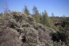 Arctostaphylos nissenana