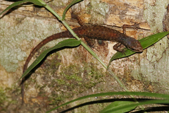 Saproscincus