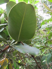 Clusia palmicida