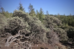 Arctostaphylos nissenana