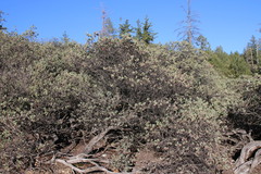 Arctostaphylos nissenana