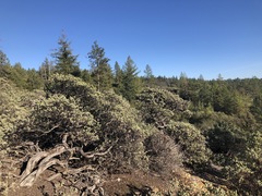 Arctostaphylos nissenana