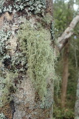 Usnea dasaea