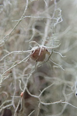 Usnea dasaea