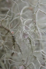Usnea dasaea