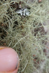 Usnea dasaea