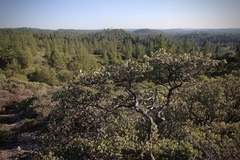 Arctostaphylos nissenana