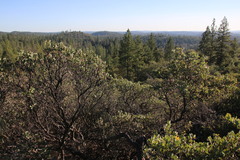 Arctostaphylos nissenana