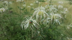 Clematis villosa stanleyi