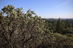 Arctostaphylos nissenana