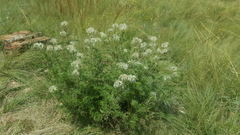 Clematis villosa stanleyi