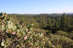 Arctostaphylos nissenana
