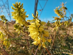 Astragalus trichopodus antisellii