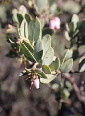 Arctostaphylos nissenana