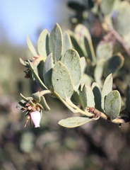 Arctostaphylos nissenana