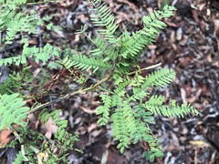 Acacia glaucocarpa