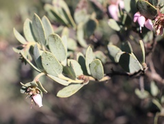 Arctostaphylos nissenana