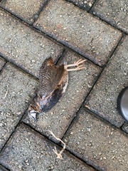 Coturnix delegorguei