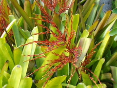 Aechmea blanchetiana