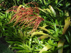 Aechmea blanchetiana