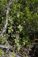 Buddleja dysophylla