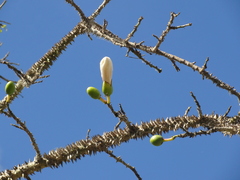 Ceiba erianthos
