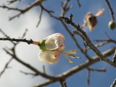 Ceiba erianthos