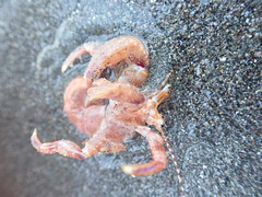 Diacanthurus spinulimanus
