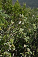 Buddleja dysophylla