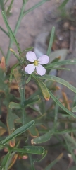 Cakile arabica