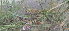 Cakile arabica