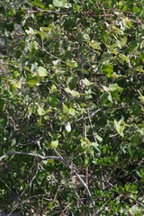 Buddleja dysophylla